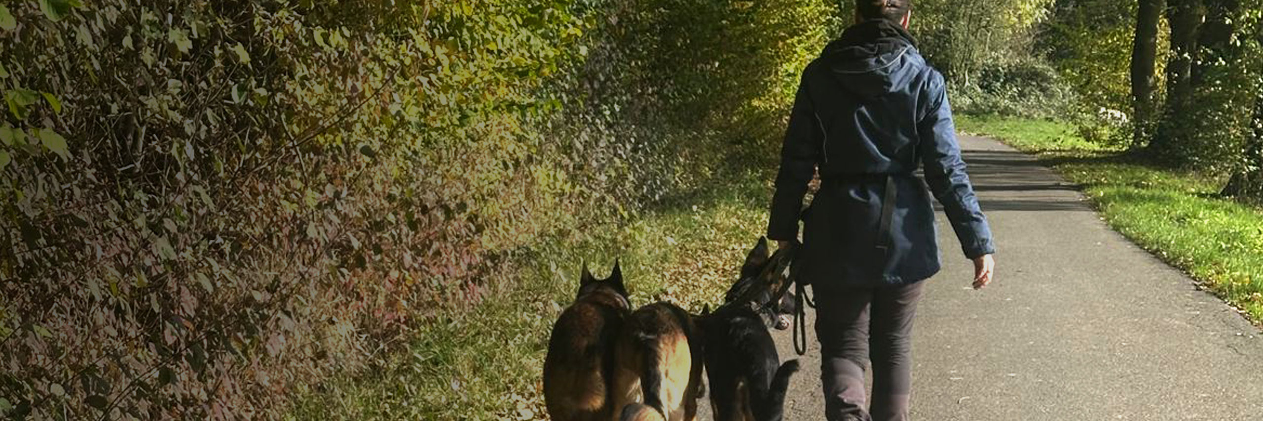 Hundetraining seit über 20 Jahren